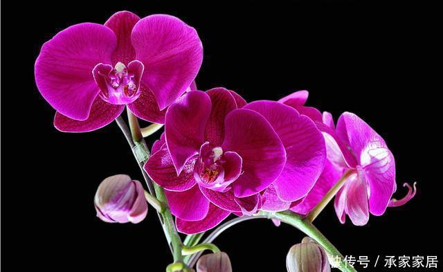  [养花]喜欢养花，就选择此3种，开花好看颜色鲜艳，谁见谁喜欢