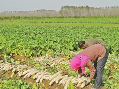 补贴标准是1500元一亩！高标准农田建设是啥？