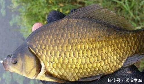  『麦粒』仲春鲫鱼别再傻傻的钓了，用这几种方法去钓，黑漂会一个接一个