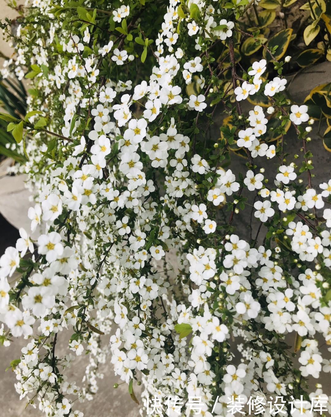 『压弯』喷雪花一开像下雪,花量多到压弯枝,大夏天也能赏雪!