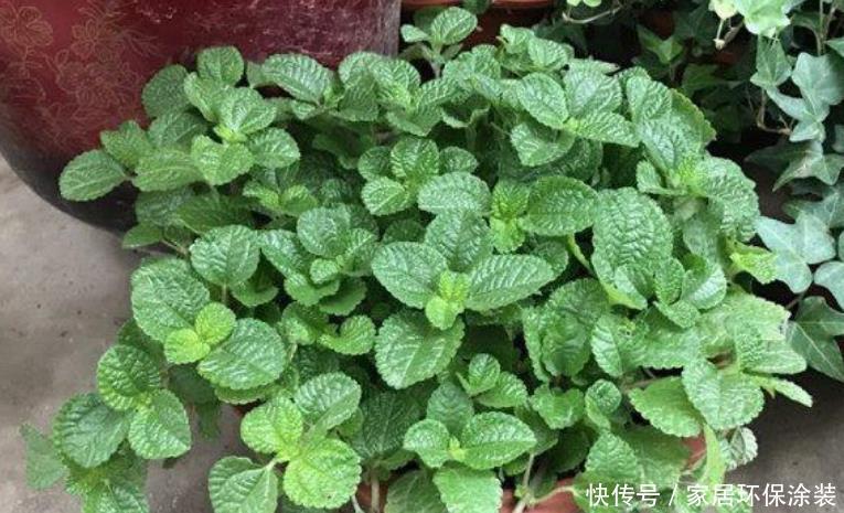 「舒适」“4种花”吸甲醛很厉害,养上几盆,室内甲醛没了,生活更舒适!