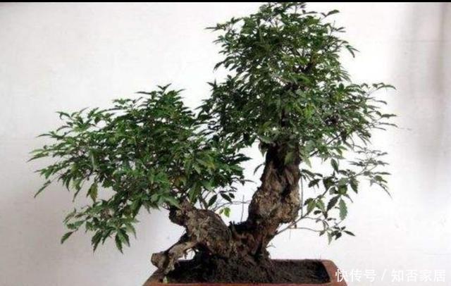 黄荆|秋天挖黄荆做盆景,栽植要注意这几个细节,才能提高成活率
