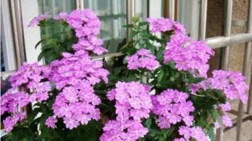  「开花」此花号称“开花机器”，好养易活耐高温，5月养花就选“她”了！