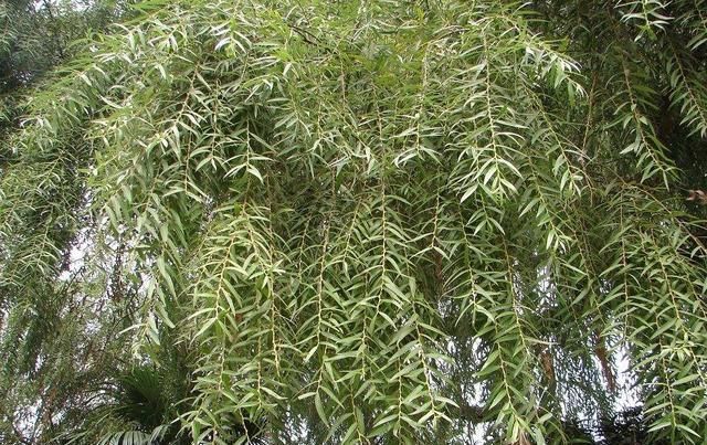  「生长」家养绿萝，就用这种“天然肥水”，1根枝窜“几米”，长成瀑布！