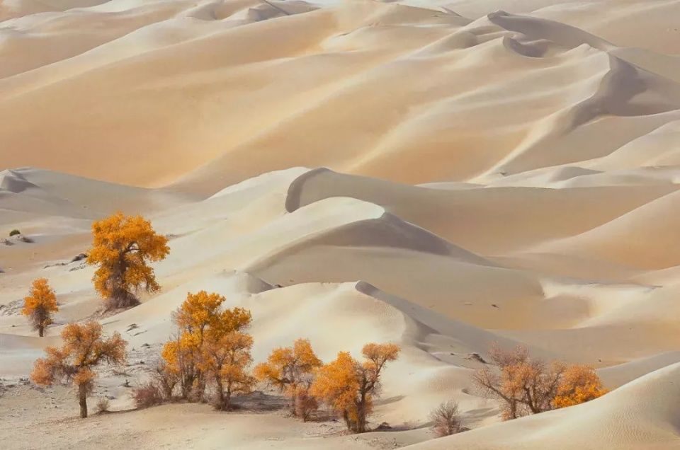 美景 | 这条穿越沙海的公路,秋天简直美爆了!