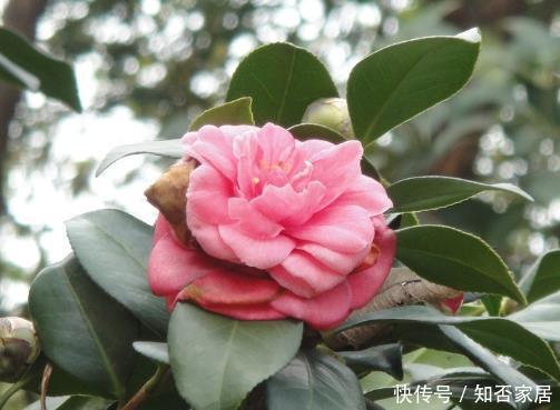  技巧：要想茶花长得好，学会4个技巧，解决缓苗难题，花期延长香持久
