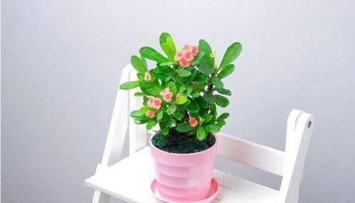  #刺梅#虎刺梅叶片总是发黄，注意这几点，让花朵开爆盆！