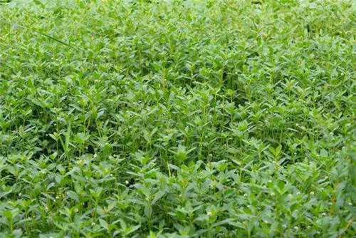  [猪饲料]被当猪饲料引入我国，价值不低，沦为野生后，遭农民痛