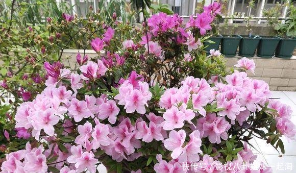 小院的杜鹃花开了，花园一角真漂亮，杜鹃花养护，分享一下