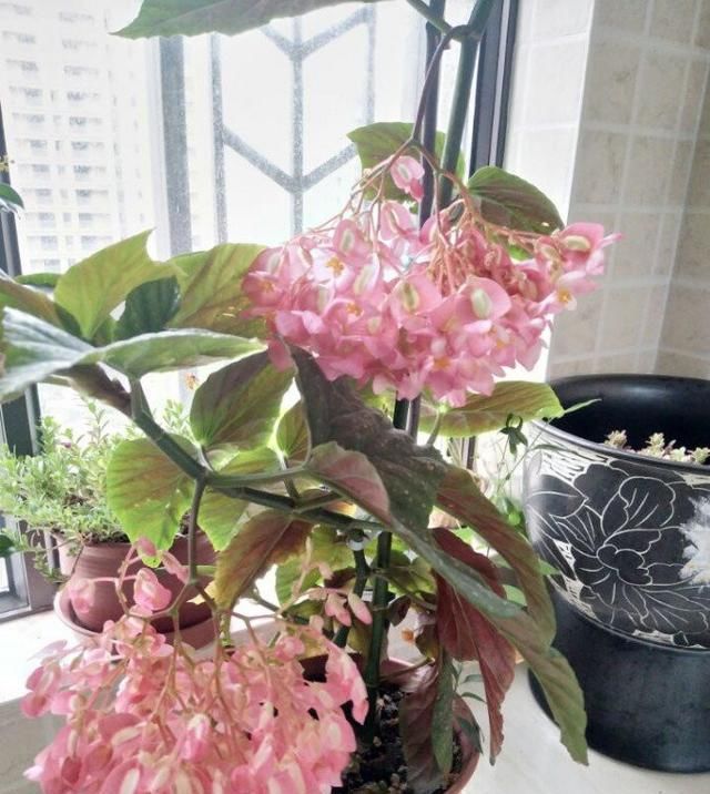  「扦插」此款木本植物，周年开花，扦插就能活，是盆栽佳品，室内也能养