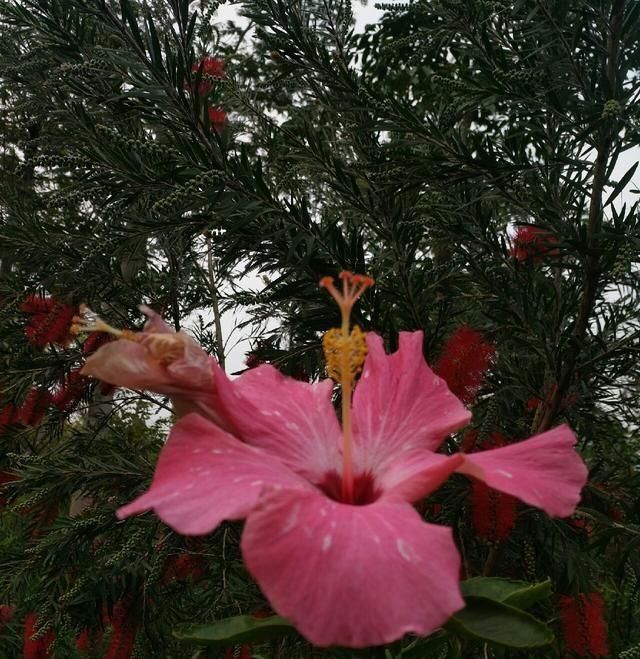  「鱼悦」雾里看花钓鱼忙，东风鱼儿把口开，鱼悦的一天
