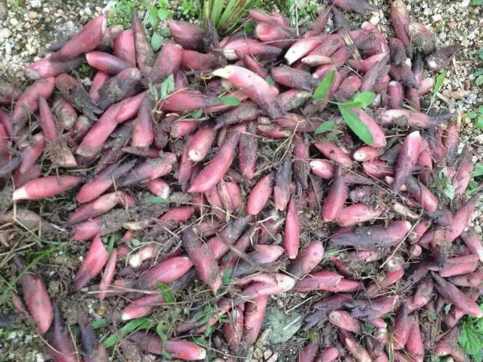 农村山里一种野草，花是稀罕野菜，做泡菜是一绝，营养不输人参