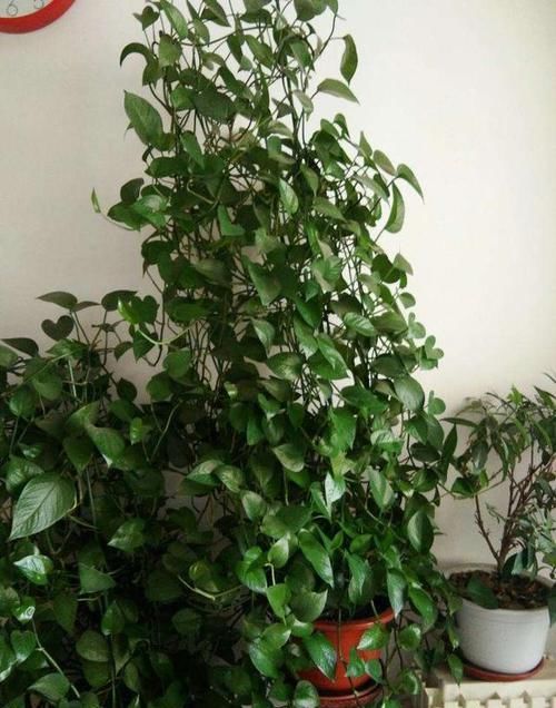  植物的根@几乎家家都养绿萝，想要四季常青，以下几点可都要做到