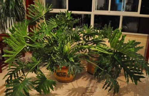  『清香木』这3种植物再贵也要养，客厅养1盆，身体会越来越强壮！