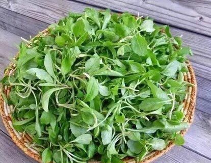  「种植」马兰头是乡间的美味野菜，种植前要了解它的生长习性