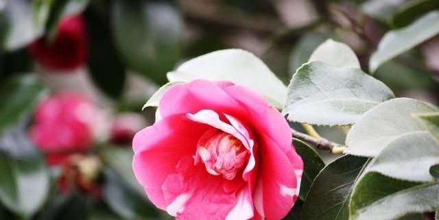  『时间』买带花苞的茶花，有一点要注意，否则很难养活！