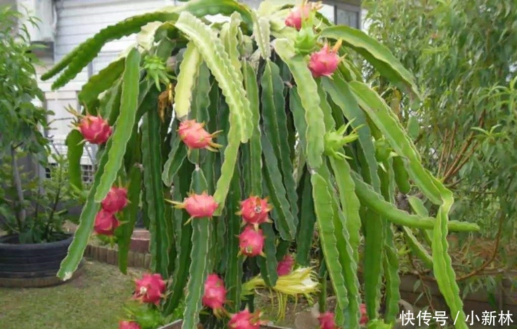 吃不完■这“2种”水果,剪根枝条插土里,15天生根,2年结果,果子吃不完