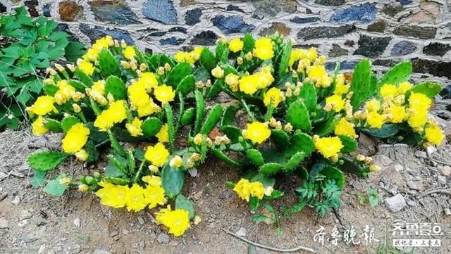  颜值|仙人掌花开见过吗？颜值也很高
