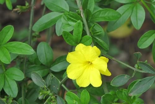 【人类】模仿行为并不是人类独有专利，植物的“模仿秀”也令人叹为观止！