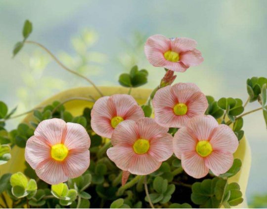 「旺盛」趁雨季的到来,这些植物搬出去淋淋雨,生长越旺盛,花朵鲜艳芳香