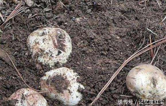 大爷在草堆里发现一堆“白色石头”,仔细辨认后,笑得合不拢嘴