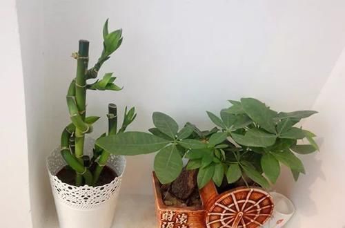  「温度过低」发财树特别适合懒人养，勤快人养几天就能养死