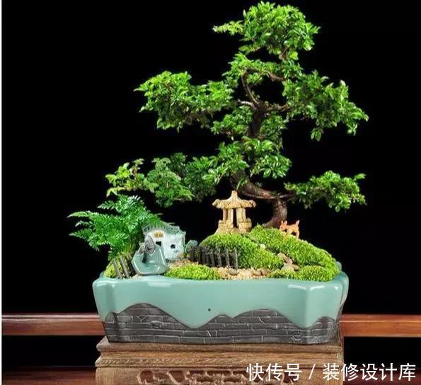 要根据不同|树桩盆景种植时培养土有什么要求?如何配制的培养土?