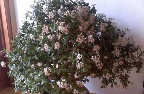  『反倒』家里种的这3种植物，不怎么浇水反倒长得枝繁花盛