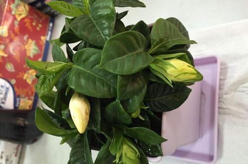  「栀子花」刚入的手栀子花，这一步错了，就别想养活了，避开才能开花