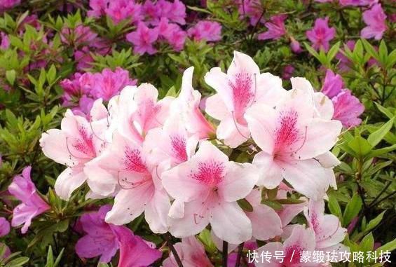  「肥料」在家该如何养殖杜鹃花？弄清楚4方面需求，花谢还能再开一波
