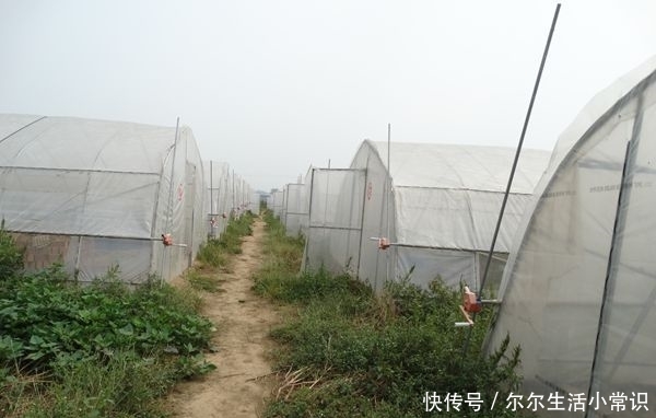 很多人都在养蝎子，为什么那么多人养蝎子会失败？