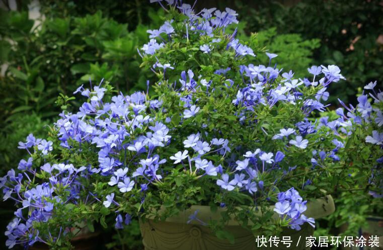 『夏季』夏季易爆盆的“4种花”,现在开始养,美翻你的阳台!