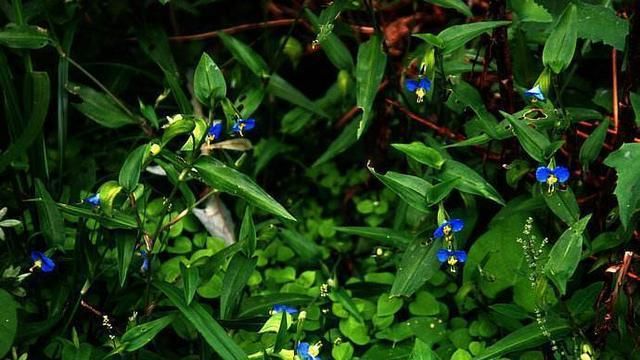  #花仙子#野草地里的“花仙子”,叶子翠绿能开蓝花,很多人早起就为看它