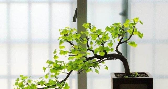深色树皮更具苍劲感，果实也有特色，银杏树“快速”制作！