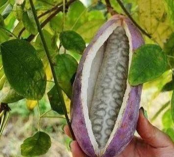  「不算」农村常见的5种果子，没吃过的都不算真的农村娃，网友：
