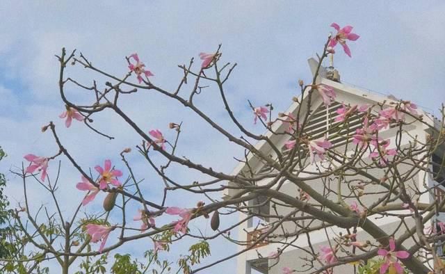  「究竟」云看花，中国美丽高等院校究竟看哪儿？