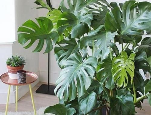  [芦荟]这10种绿植比'空气净化器'好用，好看又好养，家居盆栽首选