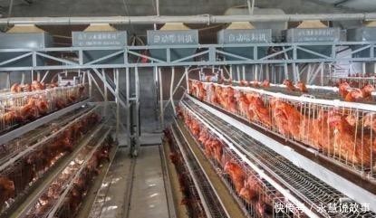  【喂养】想用昆虫养鸡，但是不知如何下手，这几点需要知道