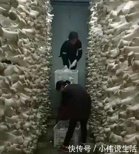 女子应聘工作“采蘑菇”，当她第一天到上班地点后，顿时不淡定了