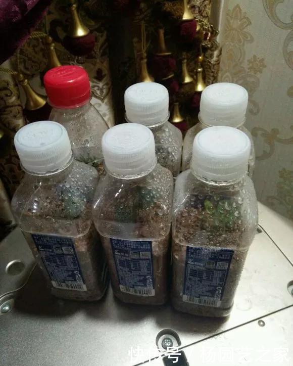  扦插：养花技巧：不到3分钟，塑料瓶做成扦插神器，7天长出大白根！
