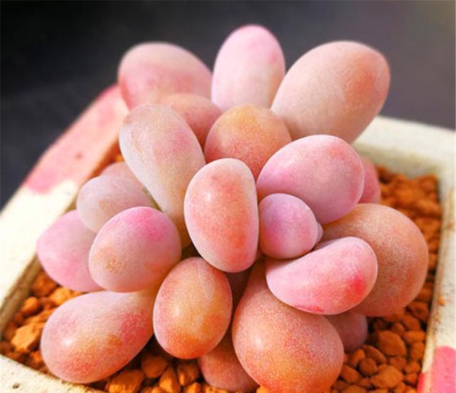 粉嫩|多肉桃蛋上色全靠1个“虐”字,狠心一点,叶片饱满,颜色粉嫩