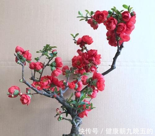 『家里』春天就养此花,耐寒抗热易爆盆,放在家里吸废气,呵护家人健康
