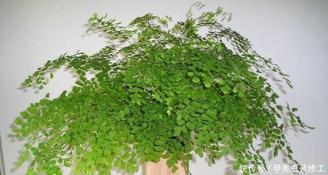  试试：家里这几种花，天生怕晒，一晒就黄，不信就试试