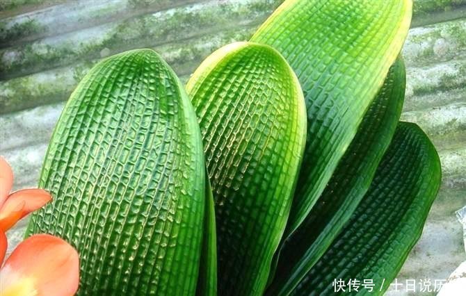 「换土」路边捡一把扔到花盆里,土壤肥的流油,根壮不腐烂,3年不用换土