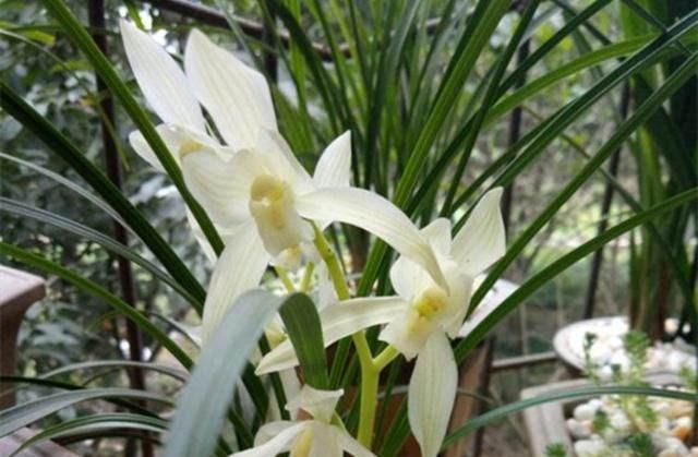  盆土：养兰花，有这3大“将领”冲锋陷阵，花大株壮！