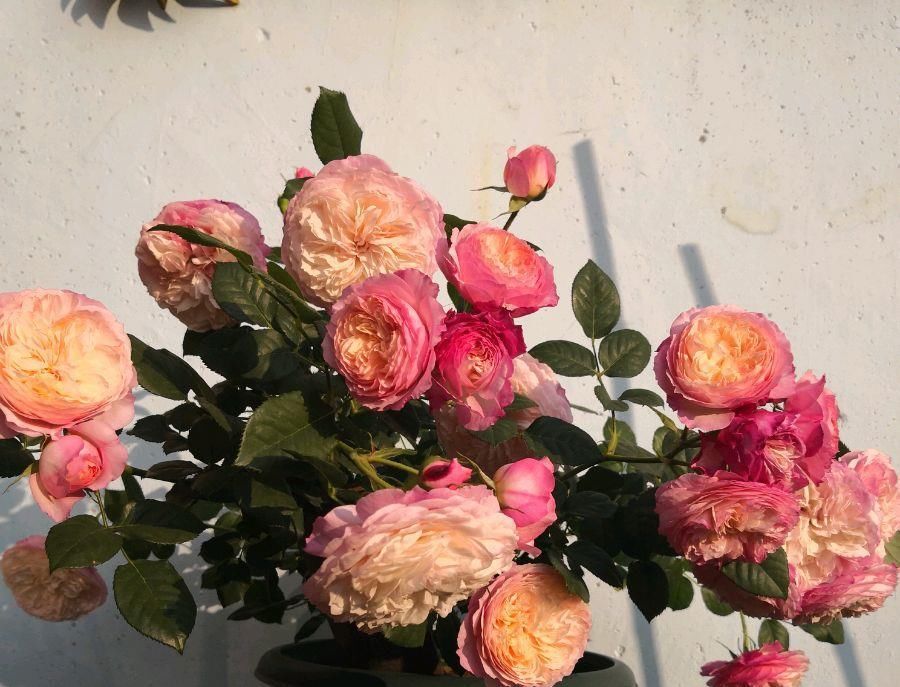  『值得』一花多色，花香浓郁，多季重复开花，还很便宜，此盆栽花值得拥有