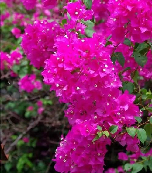 『肥养』家里有这3种花,大水大肥养,夏天要“暴晒”,晒的狠开的多
