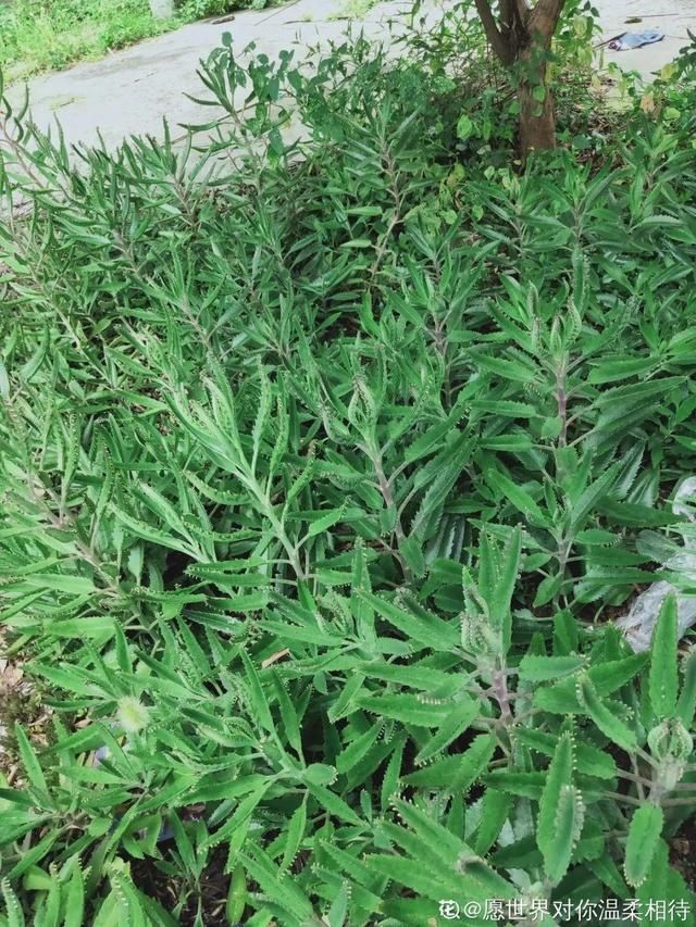  「得像」急性子就养铜钱草，俩月爆满整个家，多得像生物入侵