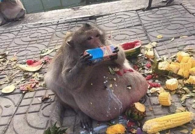 景区猴子撕扯游客背包翻零食，无底线纵容，还是该制止？