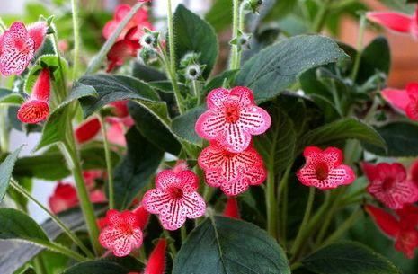  『艳斑苦苣苔』白领养花新宠——苦苣苔，花朵成筒状，颜色五彩斑斓，让人着迷。